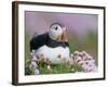 Atlantic Puffin and Sea Pink Flowers, Saltee Island, Ireland-Art Morris-Framed Photographic Print