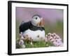 Atlantic Puffin and Sea Pink Flowers, Saltee Island, Ireland-Art Morris-Framed Photographic Print