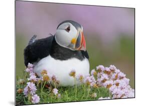 Atlantic Puffin and Sea Pink Flowers, Saltee Island, Ireland-Art Morris-Mounted Photographic Print