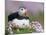 Atlantic Puffin and Sea Pink Flowers, Saltee Island, Ireland-Art Morris-Mounted Photographic Print