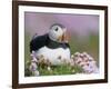 Atlantic Puffin and Sea Pink Flowers, Saltee Island, Ireland-Art Morris-Framed Photographic Print