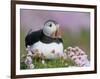 Atlantic Puffin and Sea Pink Flowers, Saltee Island, Ireland-Art Morris-Framed Photographic Print