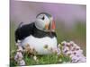 Atlantic Puffin and Sea Pink Flowers, Saltee Island, Ireland-Art Morris-Mounted Photographic Print