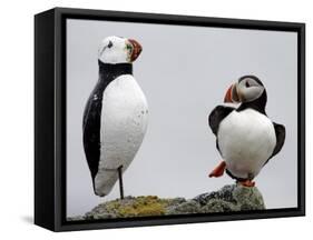 Atlantic Puffin Appears to Imitate a Decoy by Standing on One Leg, on Eastern Egg Rock, Maine-null-Framed Stretched Canvas