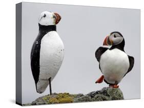 Atlantic Puffin Appears to Imitate a Decoy by Standing on One Leg, on Eastern Egg Rock, Maine-null-Stretched Canvas