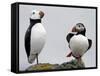 Atlantic Puffin Appears to Imitate a Decoy by Standing on One Leg, on Eastern Egg Rock, Maine-null-Framed Stretched Canvas