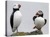 Atlantic Puffin Appears to Imitate a Decoy by Standing on One Leg, on Eastern Egg Rock, Maine-null-Stretched Canvas