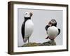 Atlantic Puffin Appears to Imitate a Decoy by Standing on One Leg, on Eastern Egg Rock, Maine-null-Framed Premium Photographic Print