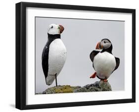 Atlantic Puffin Appears to Imitate a Decoy by Standing on One Leg, on Eastern Egg Rock, Maine-null-Framed Premium Photographic Print