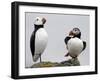 Atlantic Puffin Appears to Imitate a Decoy by Standing on One Leg, on Eastern Egg Rock, Maine-null-Framed Premium Photographic Print