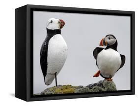 Atlantic Puffin Appears to Imitate a Decoy by Standing on One Leg, on Eastern Egg Rock, Maine-null-Framed Stretched Canvas