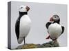 Atlantic Puffin Appears to Imitate a Decoy by Standing on One Leg, on Eastern Egg Rock, Maine-null-Stretched Canvas