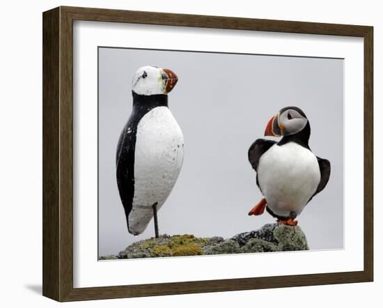 Atlantic Puffin Appears to Imitate a Decoy by Standing on One Leg, on Eastern Egg Rock, Maine-null-Framed Photographic Print