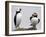 Atlantic Puffin Appears to Imitate a Decoy by Standing on One Leg, on Eastern Egg Rock, Maine-null-Framed Photographic Print