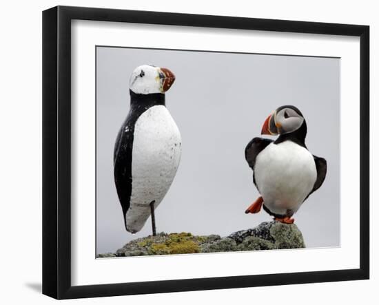 Atlantic Puffin Appears to Imitate a Decoy by Standing on One Leg, on Eastern Egg Rock, Maine-null-Framed Photographic Print