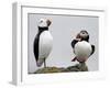 Atlantic Puffin Appears to Imitate a Decoy by Standing on One Leg, on Eastern Egg Rock, Maine-null-Framed Photographic Print