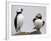 Atlantic Puffin Appears to Imitate a Decoy by Standing on One Leg, on Eastern Egg Rock, Maine-null-Framed Photographic Print