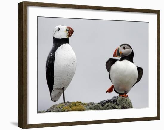 Atlantic Puffin Appears to Imitate a Decoy by Standing on One Leg, on Eastern Egg Rock, Maine-null-Framed Photographic Print