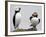 Atlantic Puffin Appears to Imitate a Decoy by Standing on One Leg, on Eastern Egg Rock, Maine-null-Framed Photographic Print