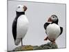 Atlantic Puffin Appears to Imitate a Decoy by Standing on One Leg, on Eastern Egg Rock, Maine-null-Mounted Photographic Print