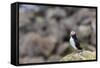 Atlantic Puffin (Common Puffins) (Fratercula Arctica), Flatey Island, Iceland, Polar Regions-Michael Nolan-Framed Stretched Canvas