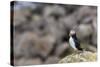 Atlantic Puffin (Common Puffins) (Fratercula Arctica), Flatey Island, Iceland, Polar Regions-Michael Nolan-Stretched Canvas