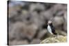 Atlantic Puffin (Common Puffins) (Fratercula Arctica), Flatey Island, Iceland, Polar Regions-Michael Nolan-Stretched Canvas