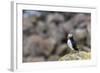 Atlantic Puffin (Common Puffins) (Fratercula Arctica), Flatey Island, Iceland, Polar Regions-Michael Nolan-Framed Photographic Print