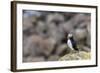 Atlantic Puffin (Common Puffins) (Fratercula Arctica), Flatey Island, Iceland, Polar Regions-Michael Nolan-Framed Photographic Print