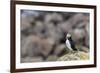 Atlantic Puffin (Common Puffins) (Fratercula Arctica), Flatey Island, Iceland, Polar Regions-Michael Nolan-Framed Photographic Print