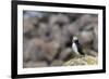 Atlantic Puffin (Common Puffins) (Fratercula Arctica), Flatey Island, Iceland, Polar Regions-Michael Nolan-Framed Photographic Print