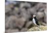 Atlantic Puffin (Common Puffins) (Fratercula Arctica), Flatey Island, Iceland, Polar Regions-Michael Nolan-Mounted Photographic Print