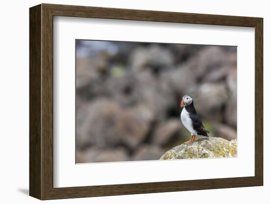 Atlantic Puffin (Common Puffins) (Fratercula Arctica), Flatey Island, Iceland, Polar Regions-Michael Nolan-Framed Photographic Print