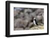 Atlantic Puffin (Common Puffins) (Fratercula Arctica), Flatey Island, Iceland, Polar Regions-Michael Nolan-Framed Photographic Print