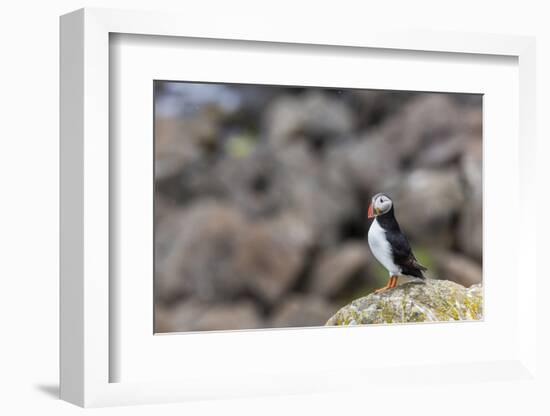 Atlantic Puffin (Common Puffins) (Fratercula Arctica), Flatey Island, Iceland, Polar Regions-Michael Nolan-Framed Photographic Print