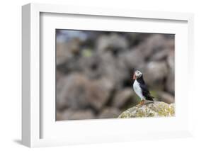 Atlantic Puffin (Common Puffins) (Fratercula Arctica), Flatey Island, Iceland, Polar Regions-Michael Nolan-Framed Photographic Print