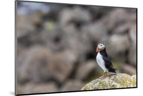 Atlantic Puffin (Common Puffins) (Fratercula Arctica), Flatey Island, Iceland, Polar Regions-Michael Nolan-Mounted Photographic Print