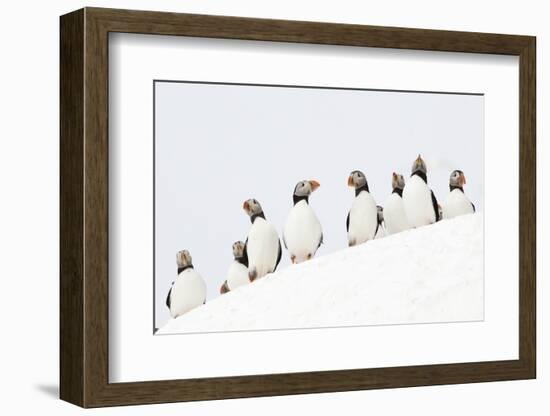 Atlantic Puffin flock resting on a snow bank, Norway-Danny Green-Framed Photographic Print