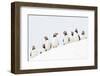 Atlantic Puffin flock resting on a snow bank, Norway-Danny Green-Framed Photographic Print