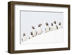 Atlantic Puffin flock resting on a snow bank, Norway-Danny Green-Framed Photographic Print