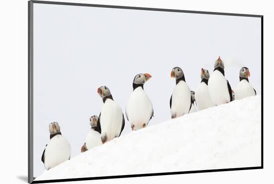 Atlantic Puffin flock resting on a snow bank, Norway-Danny Green-Mounted Photographic Print