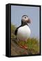 Atlantic Puffin (Fratercula Arctica), Iceland, Polar Regions-James-Framed Stretched Canvas