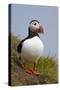 Atlantic Puffin (Fratercula Arctica), Iceland, Polar Regions-James-Stretched Canvas