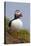 Atlantic Puffin (Fratercula Arctica), Iceland, Polar Regions-James-Stretched Canvas