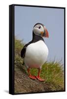 Atlantic Puffin (Fratercula Arctica), Iceland, Polar Regions-James-Framed Stretched Canvas