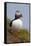 Atlantic Puffin (Fratercula Arctica), Iceland, Polar Regions-James-Framed Stretched Canvas