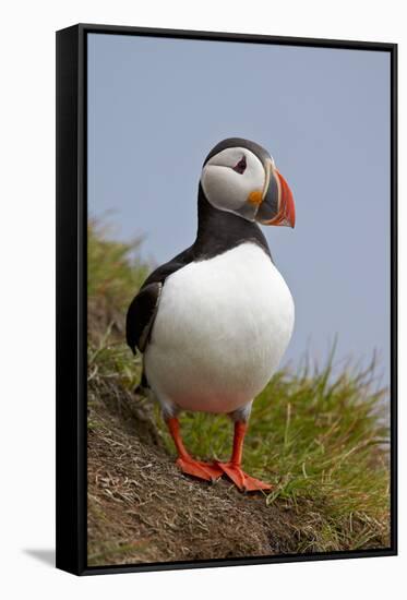 Atlantic Puffin (Fratercula Arctica), Iceland, Polar Regions-James-Framed Stretched Canvas