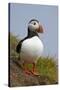 Atlantic Puffin (Fratercula Arctica), Iceland, Polar Regions-James-Stretched Canvas