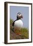 Atlantic Puffin (Fratercula Arctica), Iceland, Polar Regions-James-Framed Photographic Print