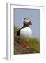 Atlantic Puffin (Fratercula Arctica), Iceland, Polar Regions-James-Framed Photographic Print